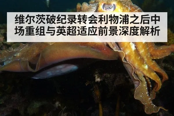 维尔茨破纪录转会利物浦之后中场重组与英超适应前景深度解析